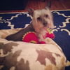 Sir Lancelot