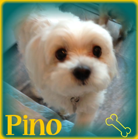 Pino