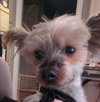 Missy