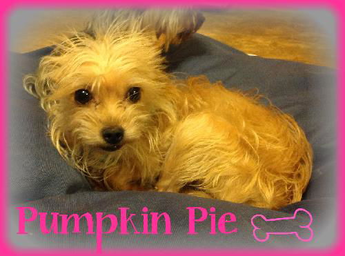 Pumpkin Pie