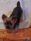 Nicco
