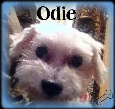 Odie