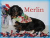 Merlin