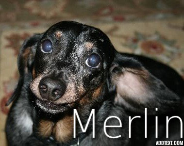 Merlin