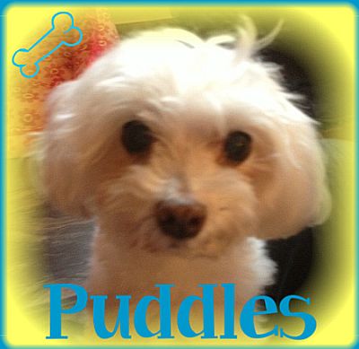 Puddles