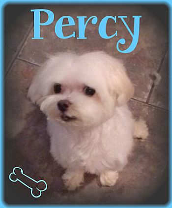 Percy