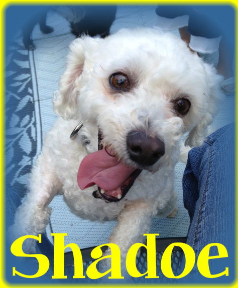 Shadoe