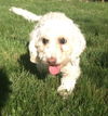 Shellie