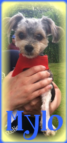 Mylo