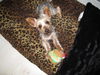 Tiny Tim