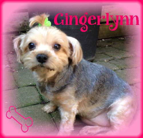 Gingerlynn