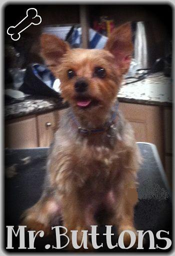 Mr. Buttons