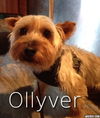 Ollyver