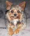 Trixie