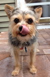 Trixie