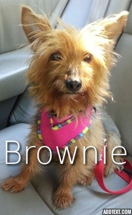 Brownie