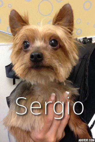 Sergio