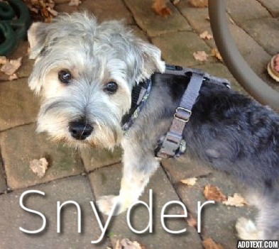 Snyder