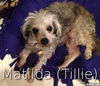 Matilda (Tillie)