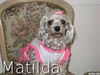 Matilda (Tillie)