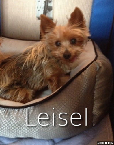 Leisel