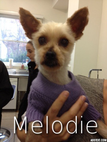 Melodie