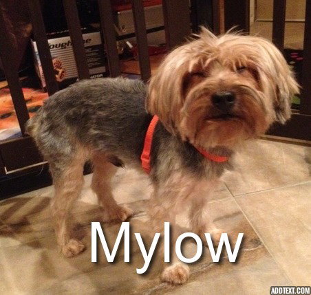 Mylow