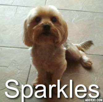 Sparkles
