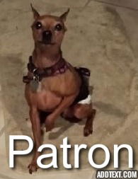 Patron