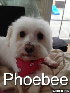 Phoebee