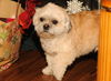 Sweet Sam