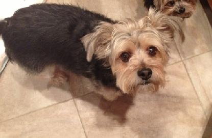 Mr. McDuff