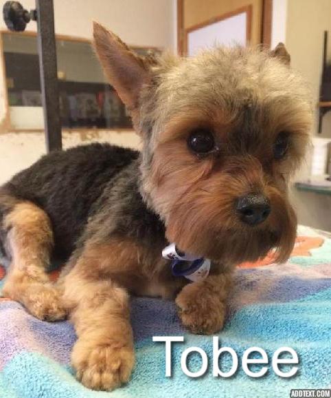 Tobee