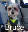 Bruce