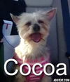 Cocoa