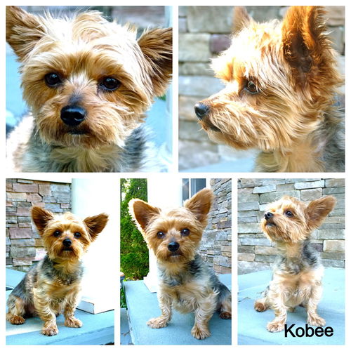 Kobee