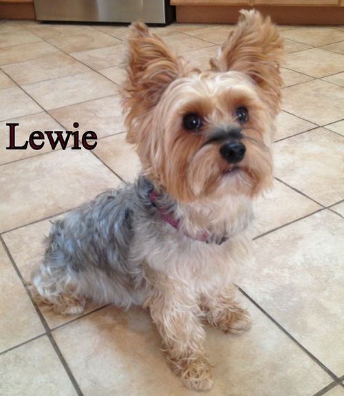 Lewie