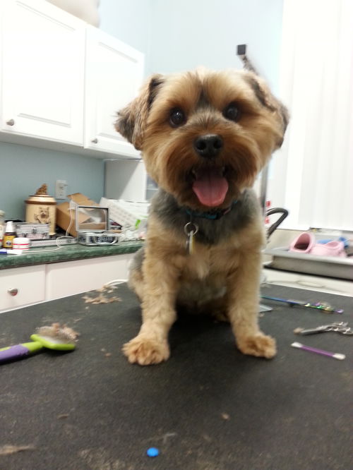 Teddy