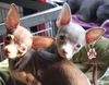 The Girls