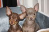 The Girls