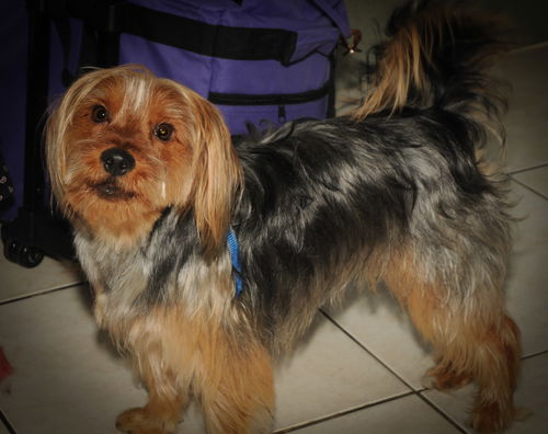 Sparky