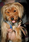 Sparky