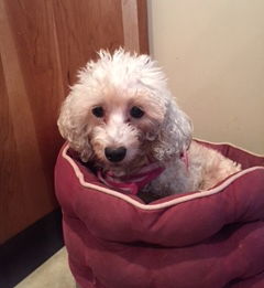 Trixie