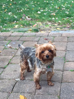 Mr. Bentley