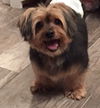 Toby