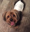 Toby