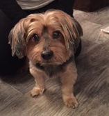Toby
