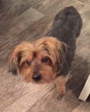 Toby