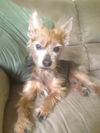 Tobie