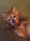 Tobie